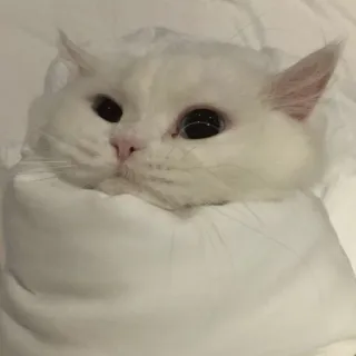 😂 gatto, bianco, animale, carino, animale domestico telegram sticker