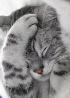 🐱 gato, animal, dormindo, fofo, gato doméstico, gato cinza, felino telegram sticker