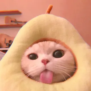 🥓 кот, котенок, авокадо, милый, животное, питомец, язык telegram sticker