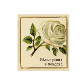😫 Белая роза : я немогу! rose, fleur, blanc, russe, floral telegram sticker