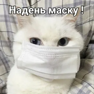 😷 Надень маску! แมว, หน้ากาก, โควิด, ป้องกัน, สวม whatsapp sticker