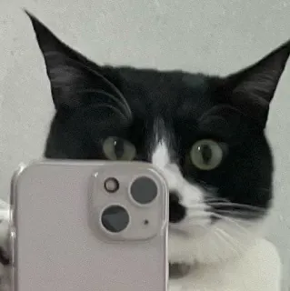 😏 gatto, animale, selfie, telefono, bianco e nero, animale domestico, carino telegram sticker