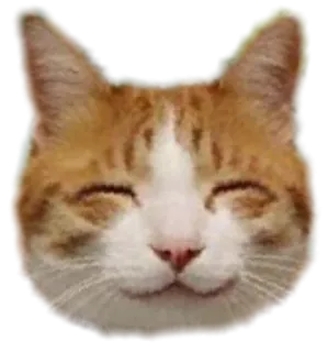 😊 gatto, animale, animale domestico, adesivo, carino, felice whatsapp sticker