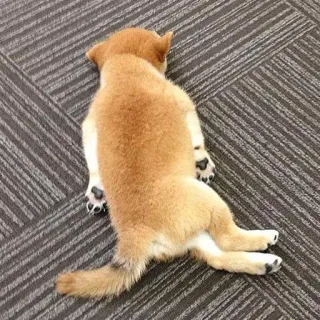 ☠️ Hund, Shiba Inu, schlafend, Welpe, Tier, süß, Haustier telegram sticker