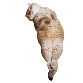 🥖 cat, animal, pet, kitten, cute, domestic telegram sticker
