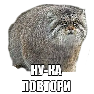 😤 НУ-КА ПОВТОРИ gato, animal, meme, ruso, gracioso whatsapp sticker