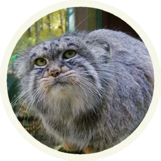 😶 кот, животное, дикая кошка, пушистый, млекопитающее, серый telegram sticker
