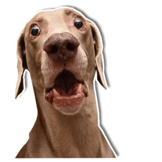 😟 chien, peur, effrayé, drôle, animal, mème telegram sticker