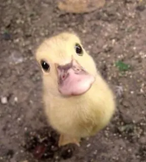 🌟 patito, pájaro, lindo, animal, cría, ave de corral telegram sticker