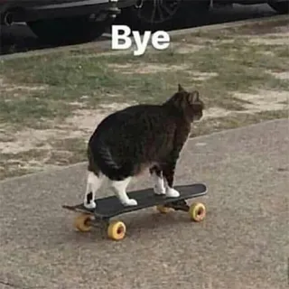 👋 Bye kot, deskorolka, zwierzę, zwierzak, śmieszne telegram sticker