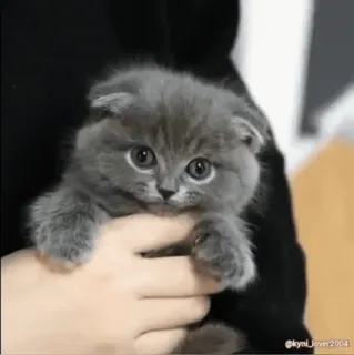😼 @kymi_lover2004 cat, kitten, cute, animal, domestic, pet, scottish fold telegram sticker