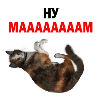 😢 НУ 
МАААААААААМ gato, animal de estimação, fofo, engraçado, adesivo whatsapp sticker