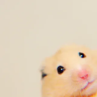 ✨ Hamster, Tier, Haustier, Nagetier, niedlich, klein whatsapp sticker