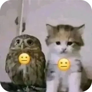 😐 猫, フクロウ, 動物, 絵文字, かわいい, 面白い telegram sticker