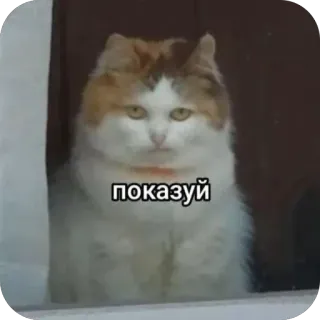🫥 показуй cat, fluffy cat, meme cat, serious, looking, pet telegram sticker