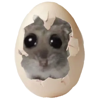 🥚 Sad Hamster Sad Hamster meme sad hamster, cute, egg, hatching, meme, animal, rodent, funny telegram sticker