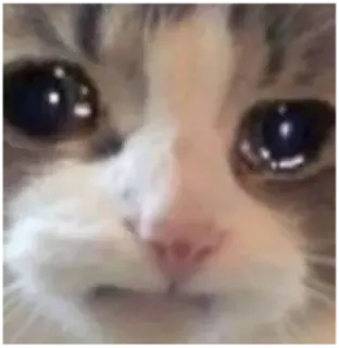 🥺 cat, crying, meme, sad, upset, emotional telegram sticker
