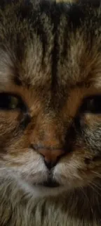 😞 gato, animal de estimação, animal, felino, gato doméstico, mamífero telegram sticker