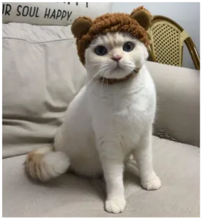 🧸 YOUR SOUL HAPPY gatto, gattino, animale, animale domestico, cappello, carino whatsapp sticker