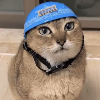 🐾 猫, 头盔, 动物, 宠物, 蓝色头盔, 搞笑 telegram sticker