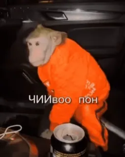 🌟 ЧИИвоо пон macaco, animal, fato whatsapp sticker