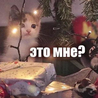 🥹 ЭТО МНЕ? kitten, christmas, present, russian, cat, cute, pet telegram sticker