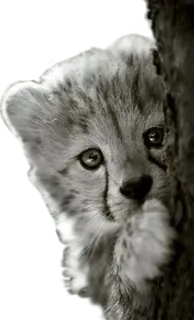 😗 cheetah, cub, animal, baby, cute, wildlife, cat whatsapp sticker