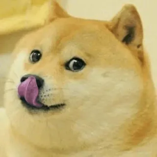 😝 Doge perro, meme, divertido, internet, animal, mascota, shiba inu telegram sticker
