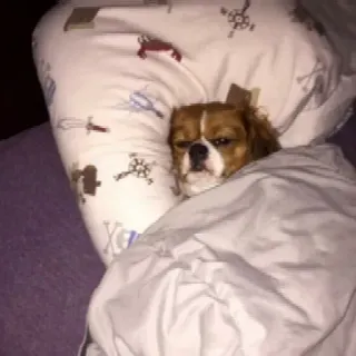 🕸 Hund, schlafend, Bett, süß, Tier, Haustier telegram sticker