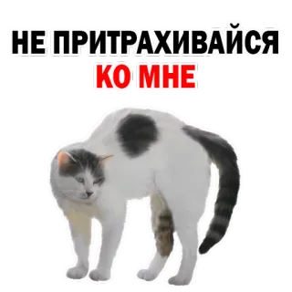 😕 НЕ ПРИТРАХИВАЙСЯ КО МНЕ gato, engraçado, meme, não toque, russo, animal de estimação whatsapp sticker