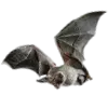 🦇