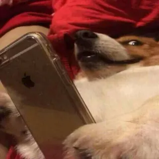 😉 perro, teléfono, animal, meme, gracioso, mascota, internet telegram sticker