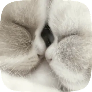 🤍 猫, 亲吻, 动物, 爱, 睡觉 telegram sticker