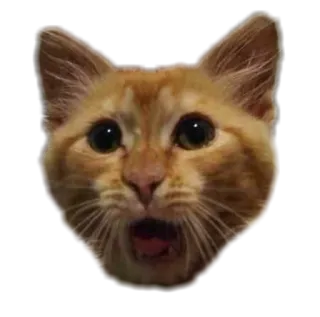 🙀 gatto, animale, animale domestico, gatto arancione, scioccato, sorpreso whatsapp sticker