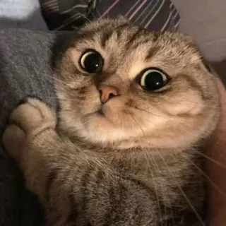🙁 Katze, Tier, süß, Haustier, Säugetier, Katzenartig, Hauskatze telegram sticker