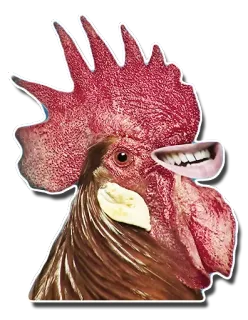 🐓 kurczak, kogut, śmieszne, zwierzę, ptak, usta, zęby telegram sticker
