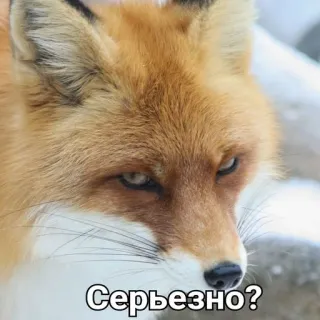 ⁉️ Серьезно? raposa, animal, sério, pergunta, sarcasmo, russo telegram sticker