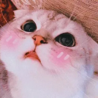 🐈 kucing, lucu, hewan, anak kucing, hewan peliharaan, domestik telegram sticker