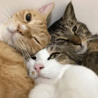 🐱 gatti, animali, animali domestici, amicizia, felino telegram sticker