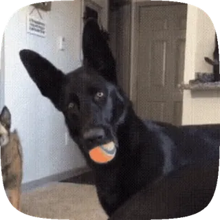 😳 perro, pelota de tenis, mascota, animal, perro negro, animal doméstico telegram sticker