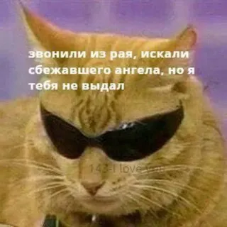 ❤️ звонили из рая, искали
сбежавшего ангела, но я
тебя не выдал
143-I love cat, sunglasses, funny, angel, russian, meme telegram sticker