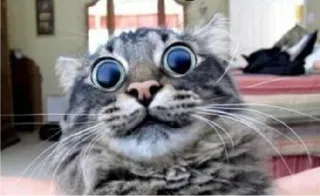 😶 猫, 目, 面白い, 動物, ペット, かわいい telegram sticker