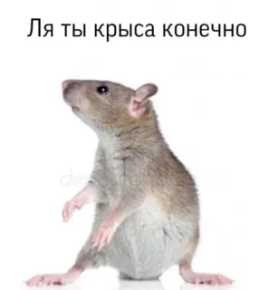 🐀 Ля ты крыса конечно rat, mouse, rodent, animal, meme, funny, insult telegram sticker