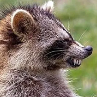 😡 mapache, animal, mamífero, fauna, agresivo telegram sticker