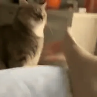 😺 猫, 動物, ペット, 飼い猫 whatsapp sticker