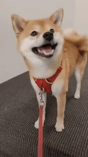 Shiba Inu Vimdeos #2 @LegendaryKeys telegram stickers