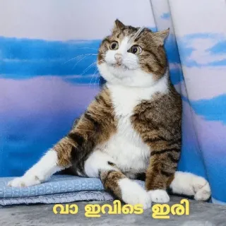 😁 വാ ഇവിടെ ഇരി kat, dier, schattig, huisdier telegram sticker