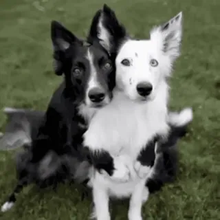 🤗 chien, border collie, chiot, noir et blanc, animal, animal de compagnie, amitié, mignon whatsapp sticker