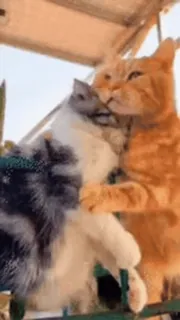 🫂 gatto, animali, carino, animale domestico, baciare, amore telegram sticker