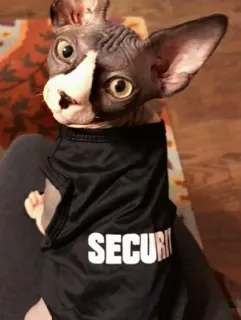 👮‍♀️ SECURITY gatto, sphynx, sicurezza, animale, animale domestico telegram sticker